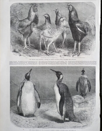 Antique Print, Penguin; The Begum Pilly Gaguzes, 1865