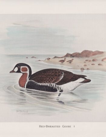 Vintage Print, Red-Breasted Goose, 1900