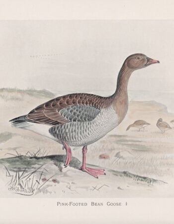 Vintage Print, Pink-Footed Bean Goose, 1900