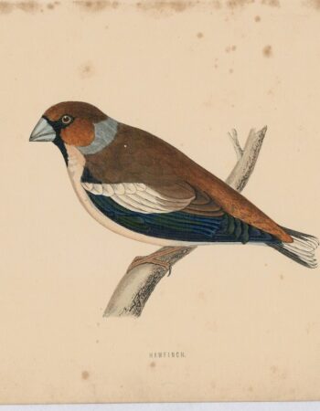 Antique Engraving Print, Hawfinch, 1800