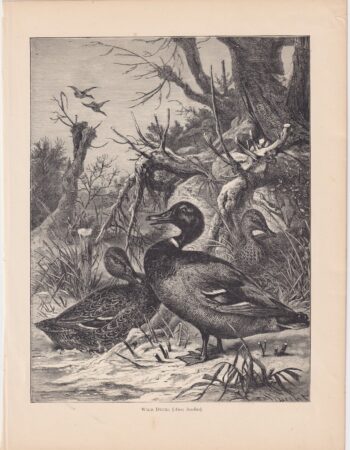 Antique Print, Wild Ducks, 1880