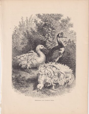 Antique print, Sebastopol and Gambian Geese, 1880