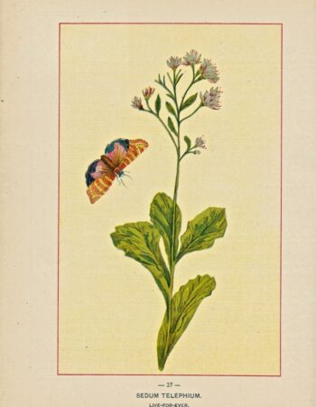 Vintage Print, Sedum Telephium, Live-for-ever, 1909