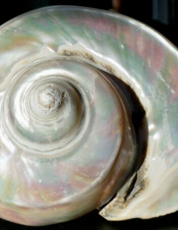 Very Large Rare Antique Mother of Pearl Turbo Snail Shell