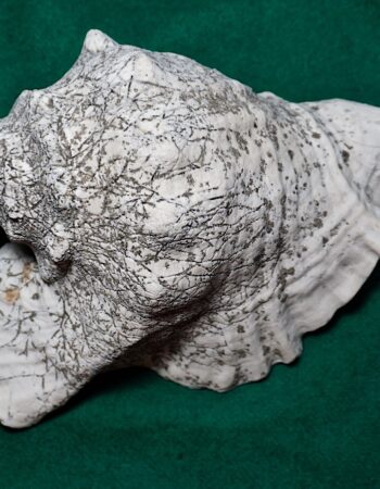 Rare Antique Sea Shell, family Strombidae
