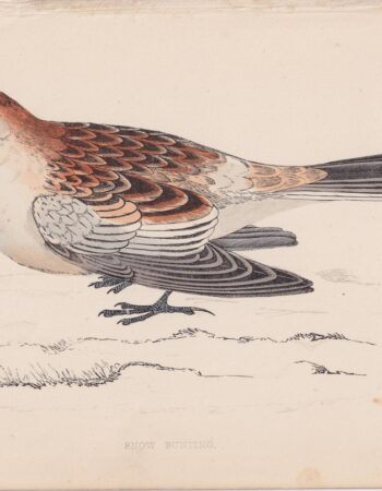 Antique Print, Snow Bunting, 1852