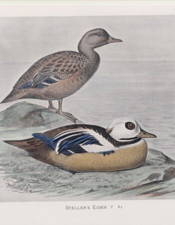 Vintage Print, Steller's Eider, 1900