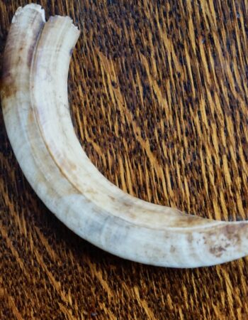 Antique victorian tribal warthog's tooth