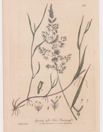 Antique Engraving Print, Agrostis alba, 1842