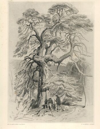 Antique Engraving Print, Under the Old Fir Tree, 1877