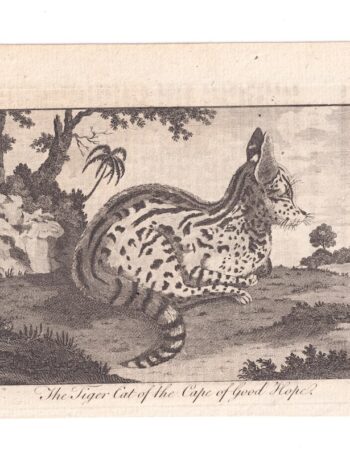 Antique Engraving Print, The Tiger Cat of the Cape of Good Hope, 1770 ca.
