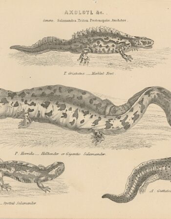 Antique Engraving Print, Salamandra, Triton Protonopsis, Axolotes, 1880