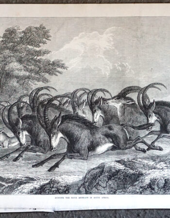 Antique Print, Hunting the Sable Antelope in South Africa, 1871