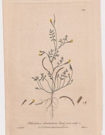 Antique Engraving Print, Arthrolobium ebracteatum, 1843