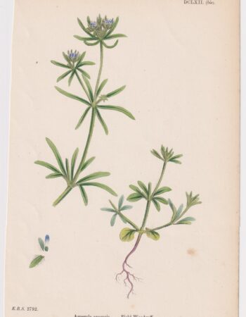 Antique Print, Asperula arvensis, 1865