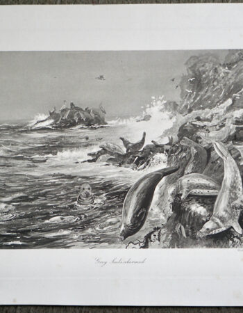 Antique Engraving Print, Grey Seals Alarmed, 1870 ca.