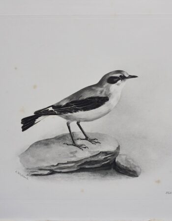 Antique Engraving Print, The Wheatear, Medland Lilian Marguerite, 1906