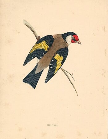 Antique Bird Print of Goldfinch, 1880