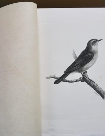 Vintage Engraving Print, The Nightingale, 1906 by Medland Lilian Marguerite, 1906