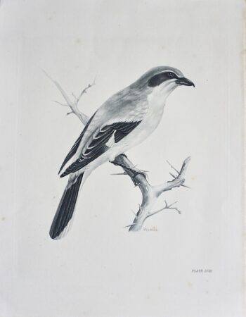 Vintage Engraving Print, The Great Grey Shrike, by Medland Lilian Marguerite, 1906