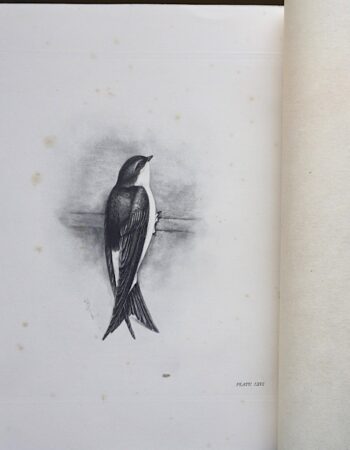 Vintage Engraving Print, The Martin,  by Medland Lilian Marguerite, 19061906