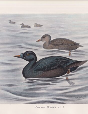 Vintage Print, Common Scoter, 1900