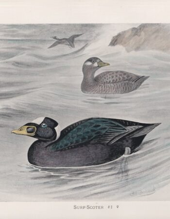 Vintage Print, Surf-Scoter, 1900