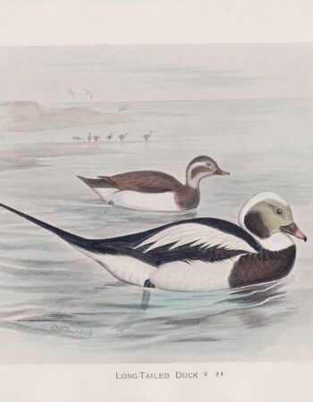 Vintage Print, Long-Tailed Duck, 1900