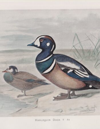 Vintage Print, Harlequin Duck, 1900