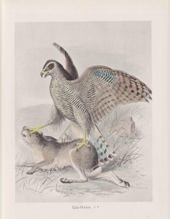 Vintage Print, Gos-Hawk, 1900