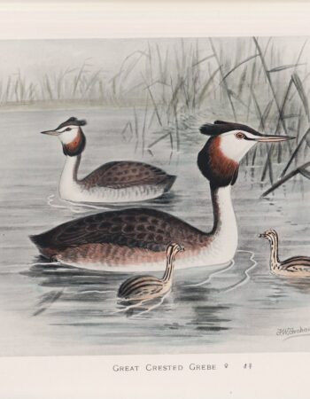 Vintage Print, Great Crested Grebe, 1900