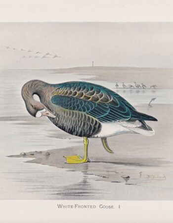 Vintage Print, White-Fronted Goose, 1900