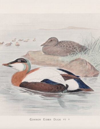 Vintage Print, Common Eider Duck, 1900