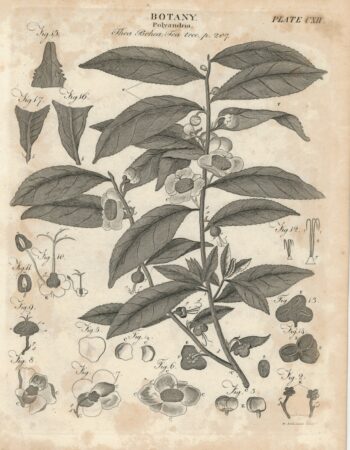 Lot of 8 Antique Botanical Engravings Prints, 1790