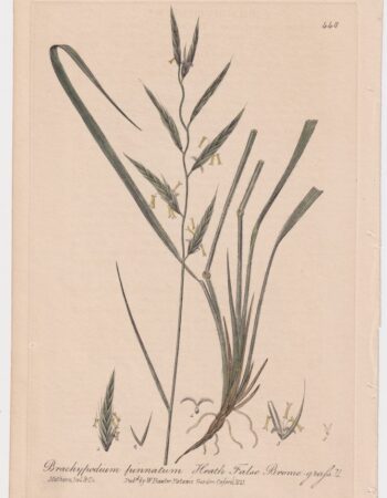 Antique Engraving Print, Brachypodium pinnatum, 1841