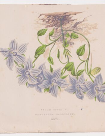 Antique Print, Sedum Spurium, 1870
