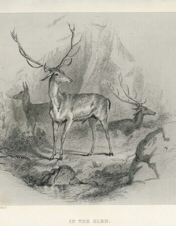 Rare Antique Engraving Print, In the Glen, 1870 ca.