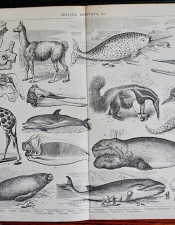 Antique Print, Cetacea Edentata & C. 1890