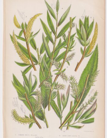 Antique Print, Common White Willow, 1860
