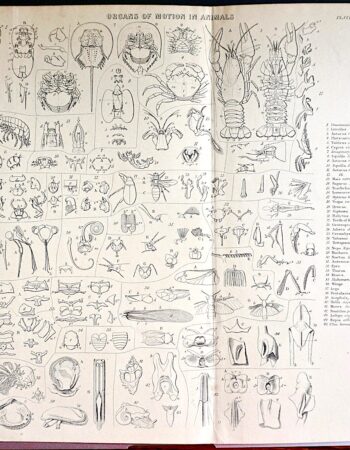 Antique Print, Organs of Motion in Animals, 1800