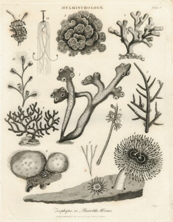 Antique Engraving Print, Helminthology, 1808