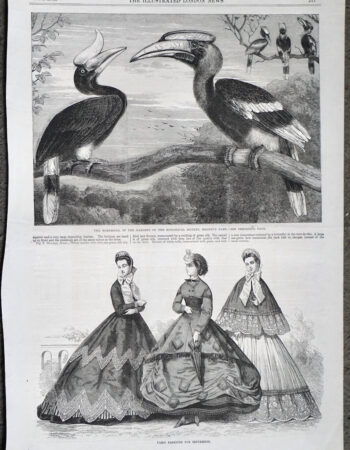 Antique Print, The Hornbills, 1864