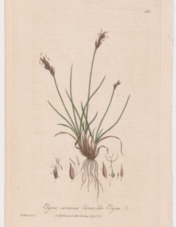 Rare Antique Engraving Print, Elyna caricina, 1842