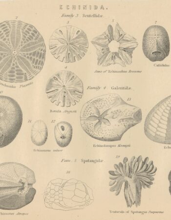 Antique Engraving Print, Echinida, 1870 ca.