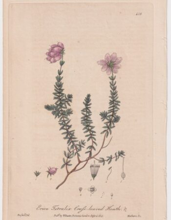 Antique Engraving Print, Erica Tetralix, 1841