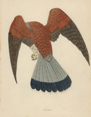 Antique Engraving Print, Kestrel, 1880