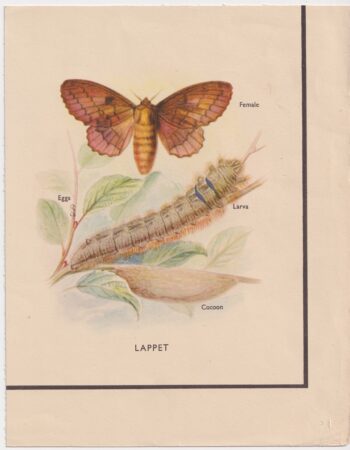 Antique Print, Lappet, 1890