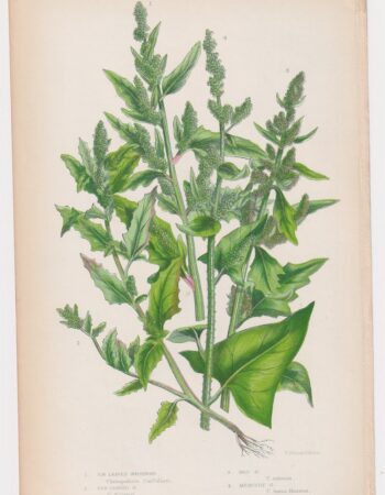 Antique Print, Fig Leaved Goosefoot, 1860