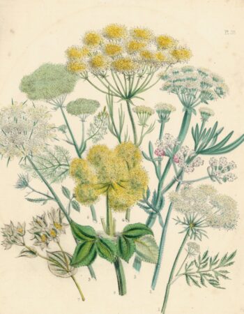 Antique Engraving Print,  variety of plants, 1880 ca.