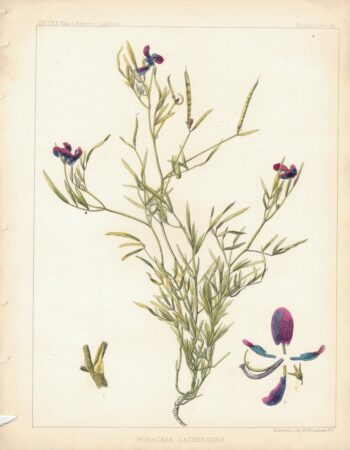 Antique Print, Hosackia Lathyroides, 1860 ca.